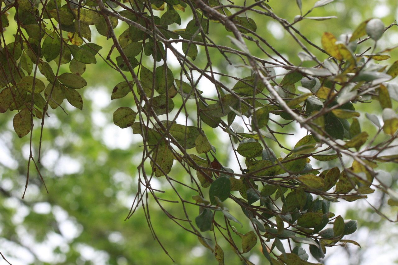 Myrcianthes fragrans other
