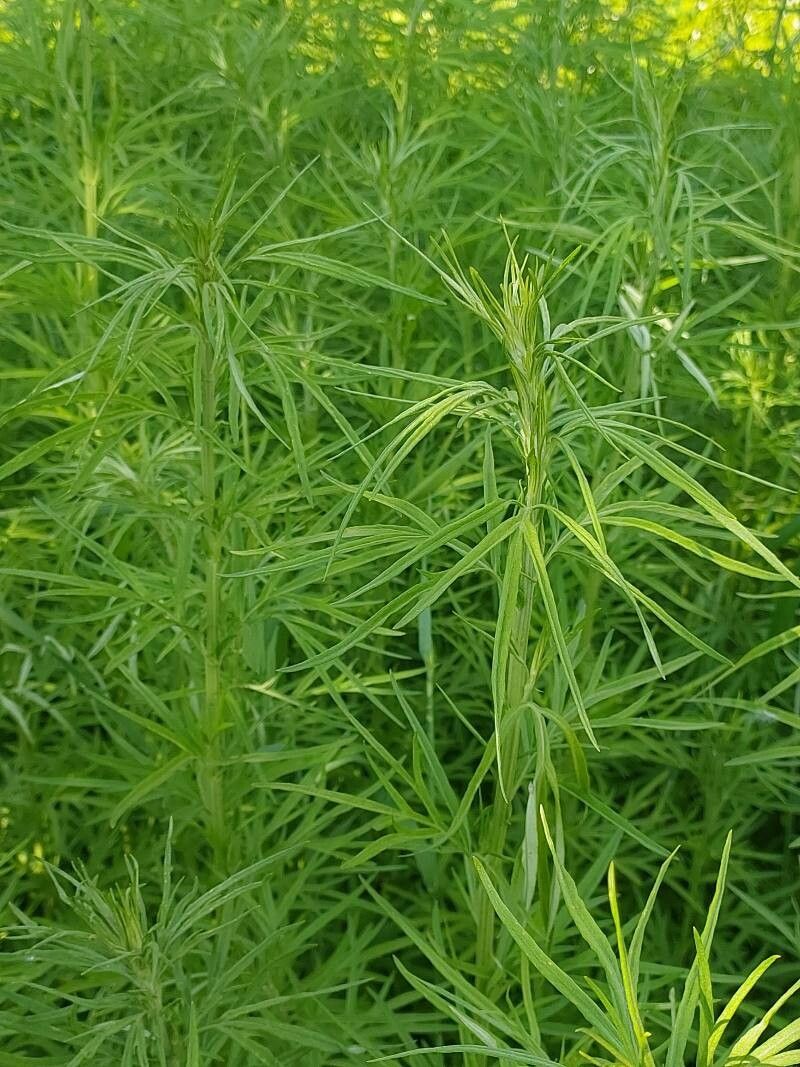 Artemisia umbrosa — search result for 'Artemisia'