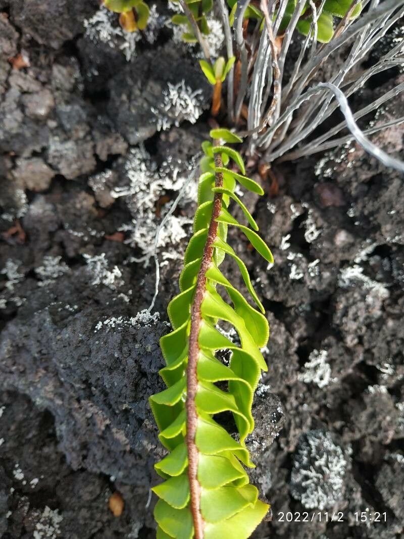Nephrolepis abrupta bark
