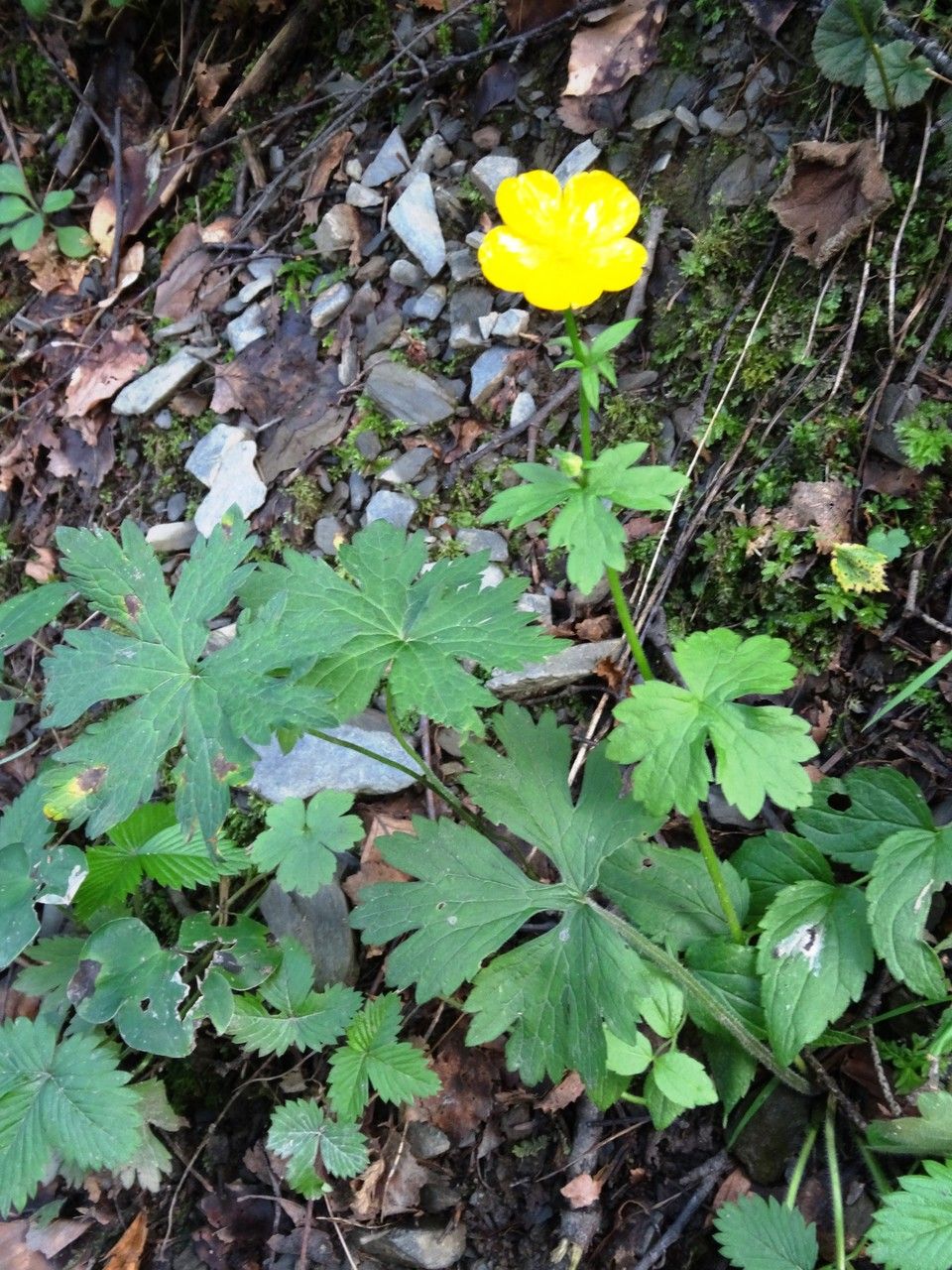 Ranunculus gouanii habit