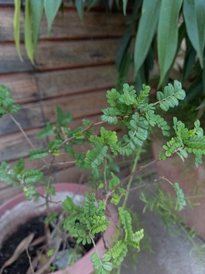 Sophora toromiro leaf