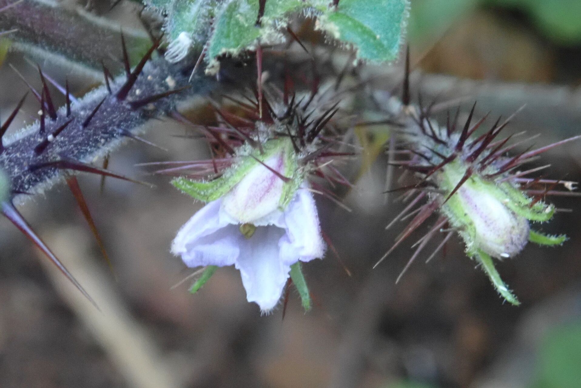 Solanum ditrichum flower