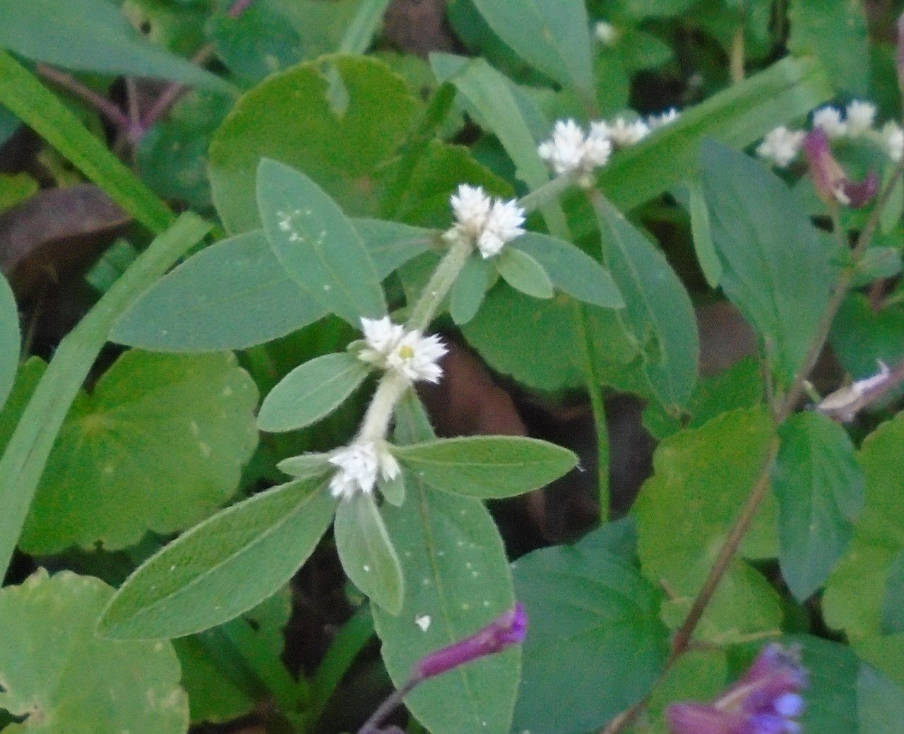 Alternanthera ficoidea bark