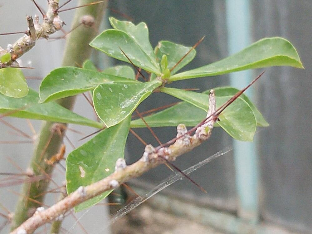 Rhodocactus sacharosa — related species from the same genus
