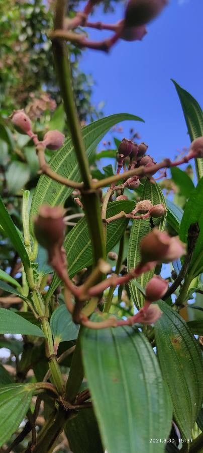 Pleroma mutabile fruit