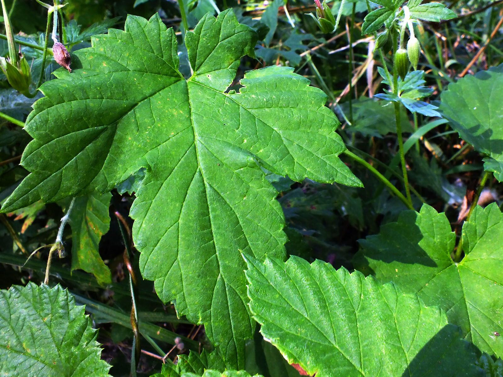 Geranium palustre — cold hardy houseplant
