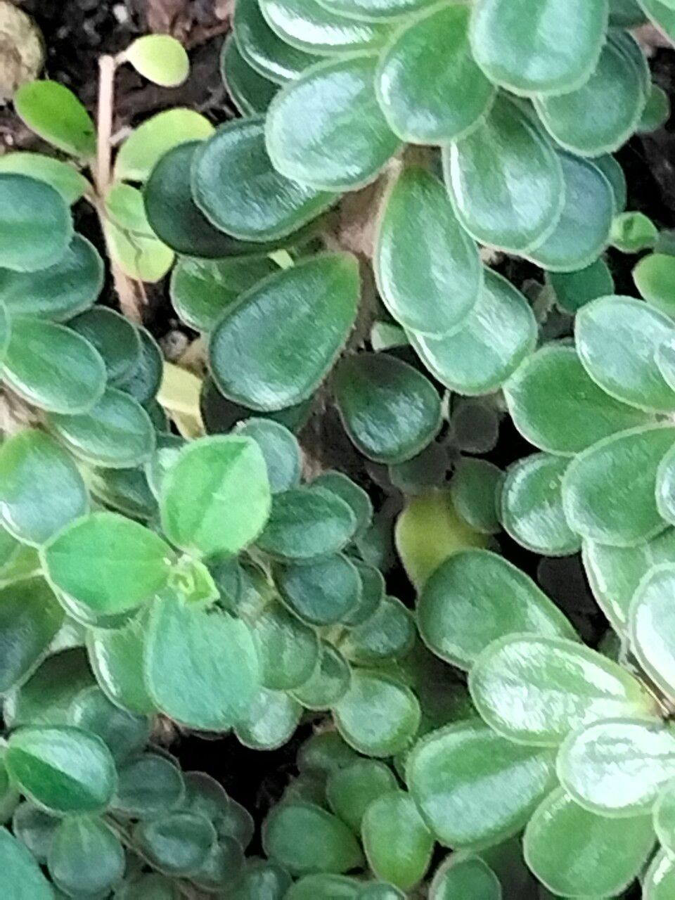 Peperomia camptotricha — search result for 'Piperaceae'