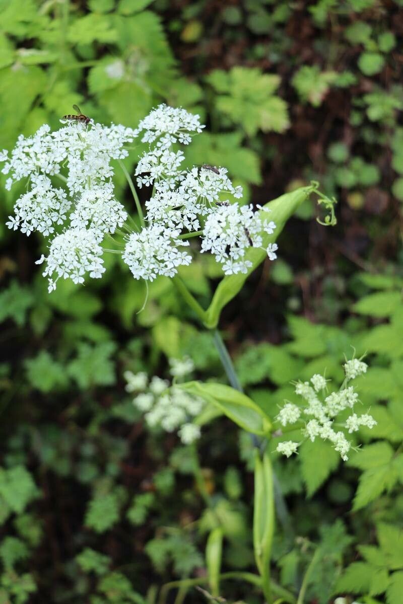 Angelica polymorpha flower