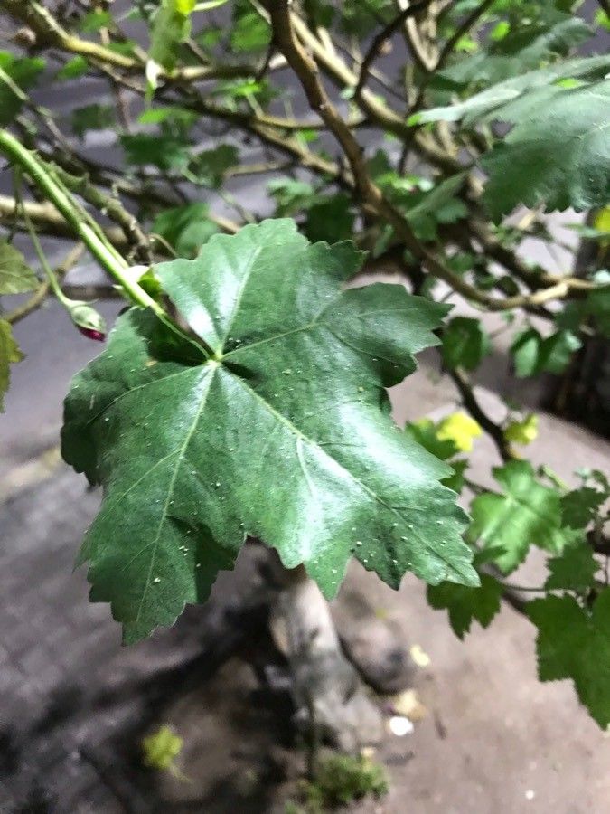 Malva assurgentiflora leaf