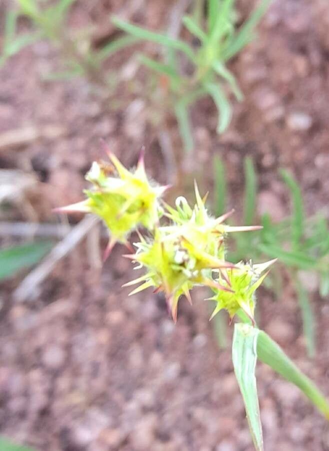 Cenchrus spinifex — search result for 'Philippines'