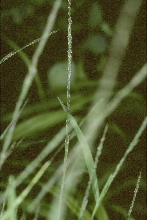 Muhlenbergia fragilis — houseplant care guide