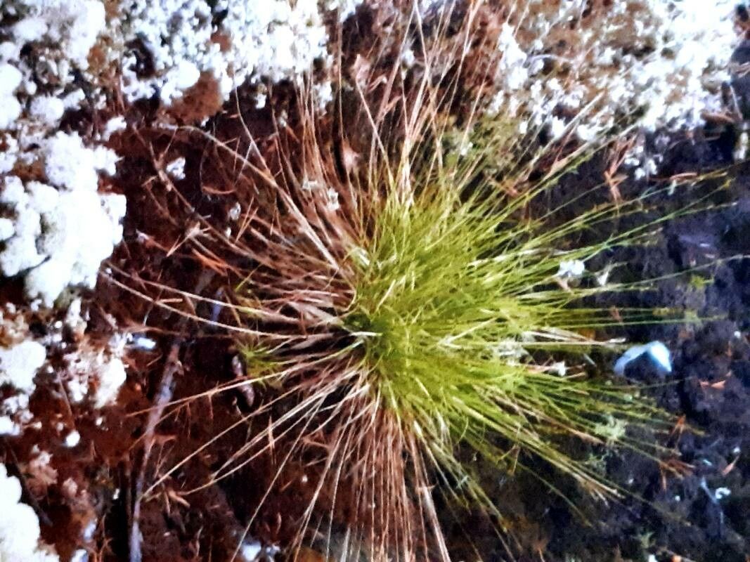 Fimbristylis vahlii — houseplant care guide