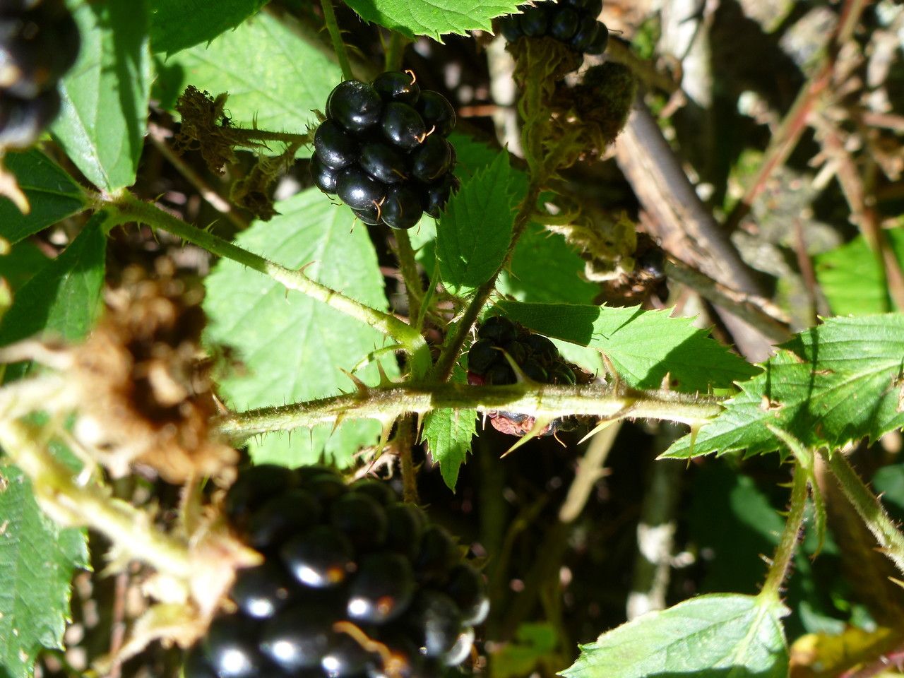 Rubus uncinatus fruit