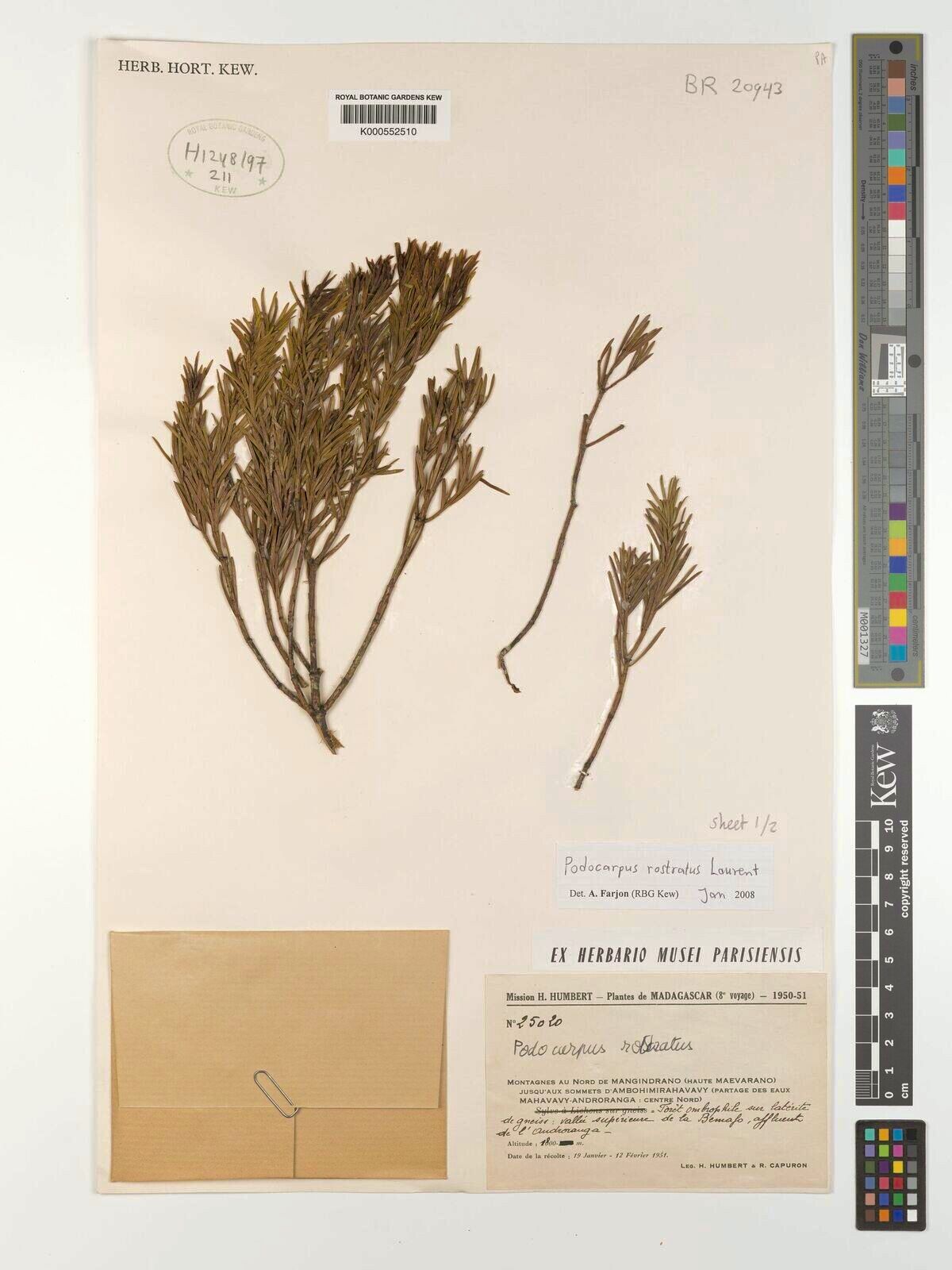 Podocarpus rostratus — search result for 'Podocarpus'