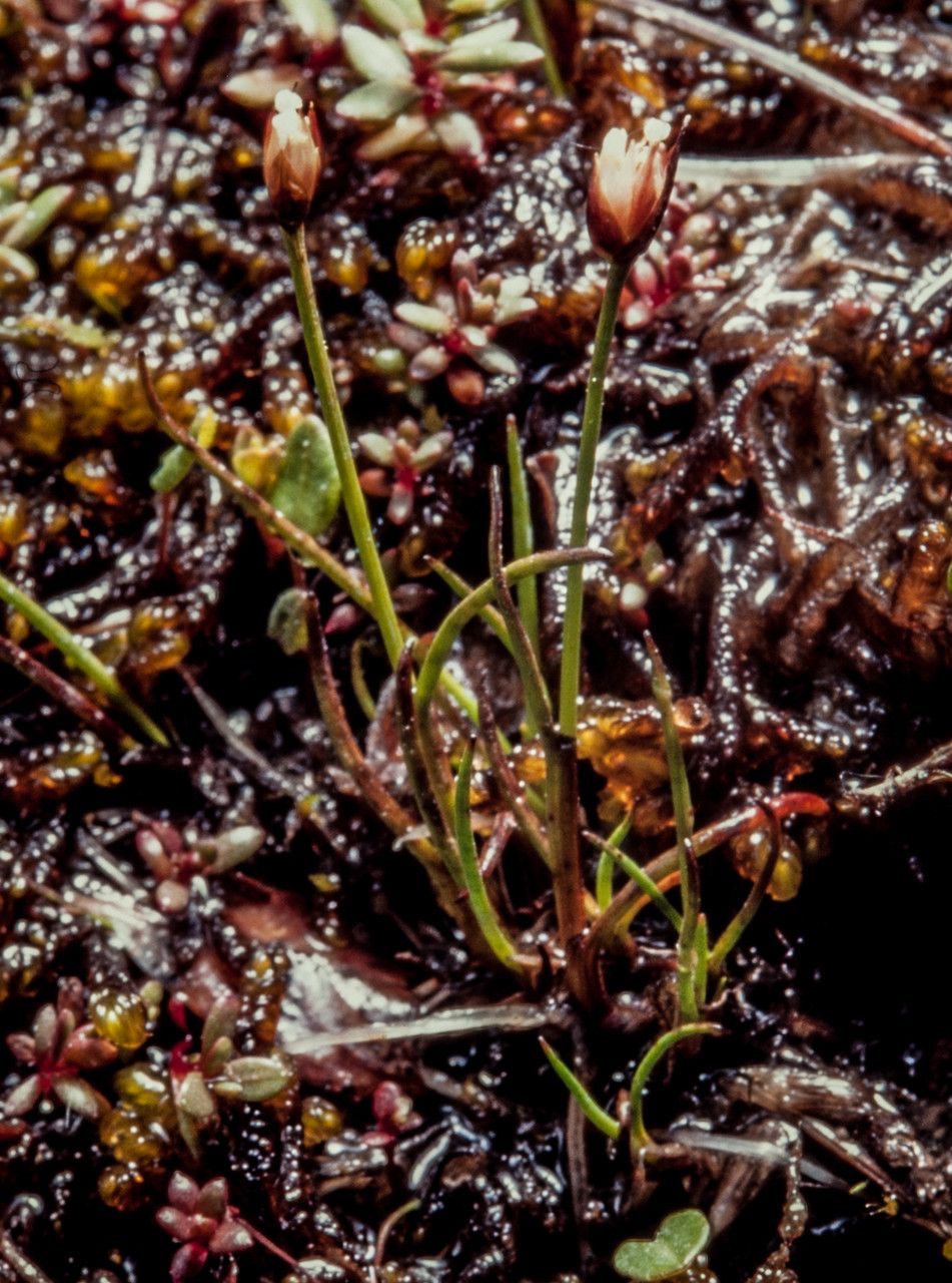 Juncus triglumis flower