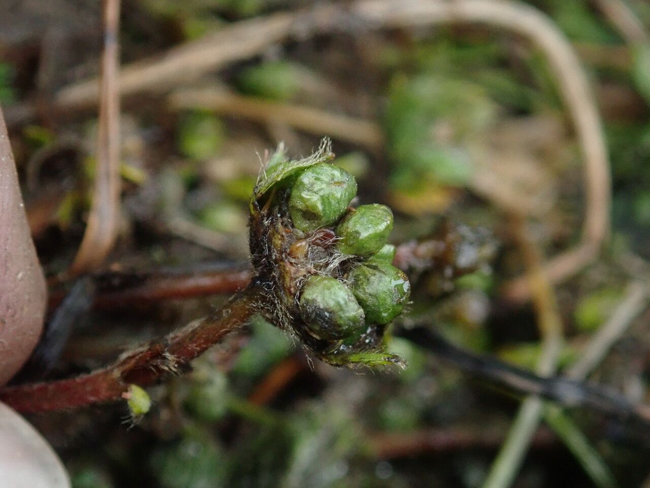 Argentina tristis — houseplant care guide