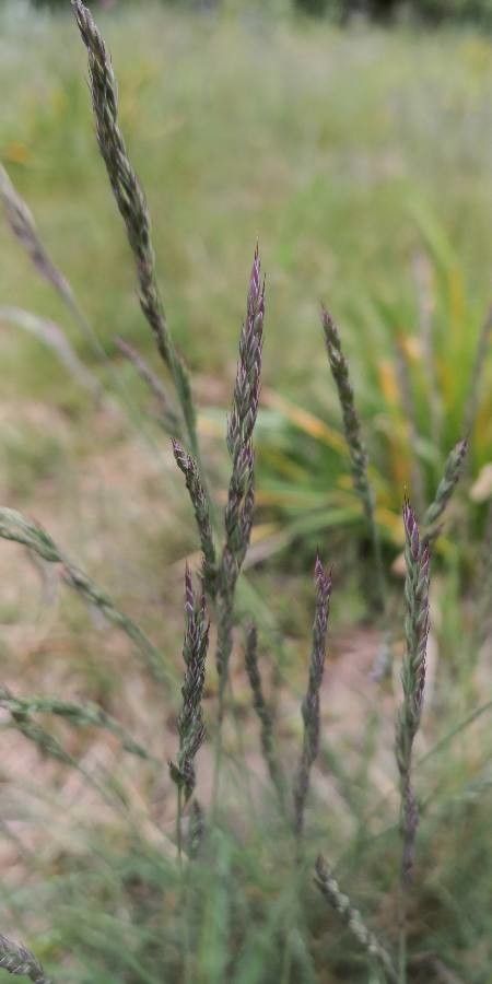 Festuca ovina flower