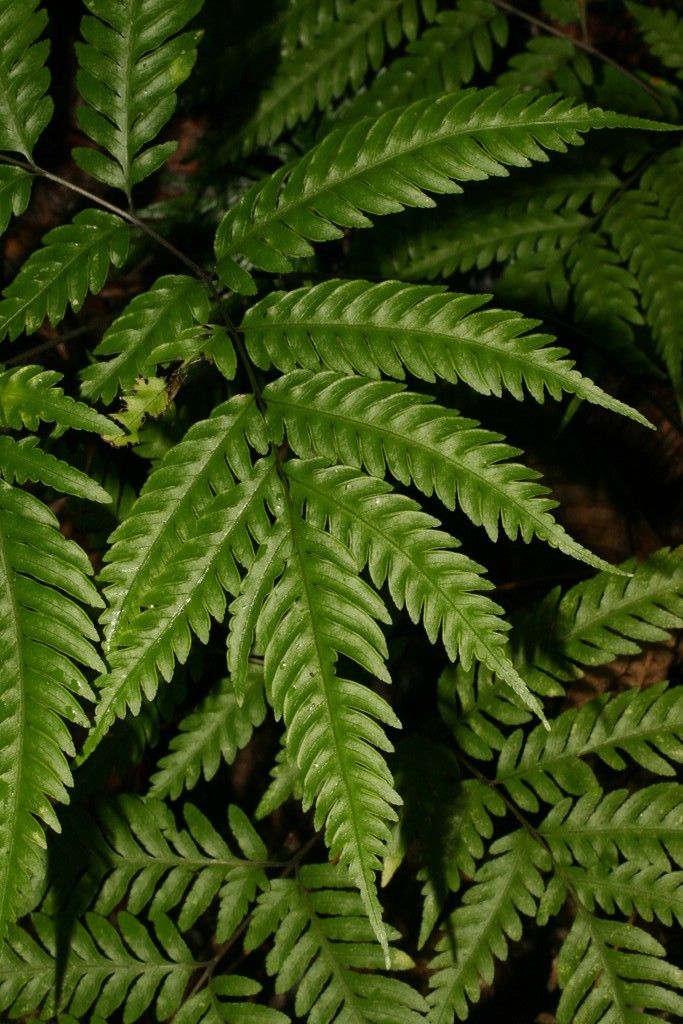 Pteris laevis — search result for 'Pteris'