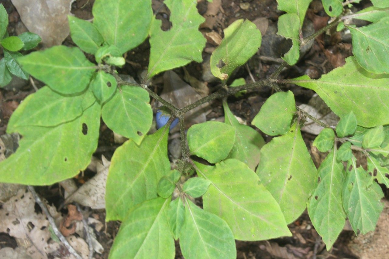 Waltheria glomerata — related species from the same genus