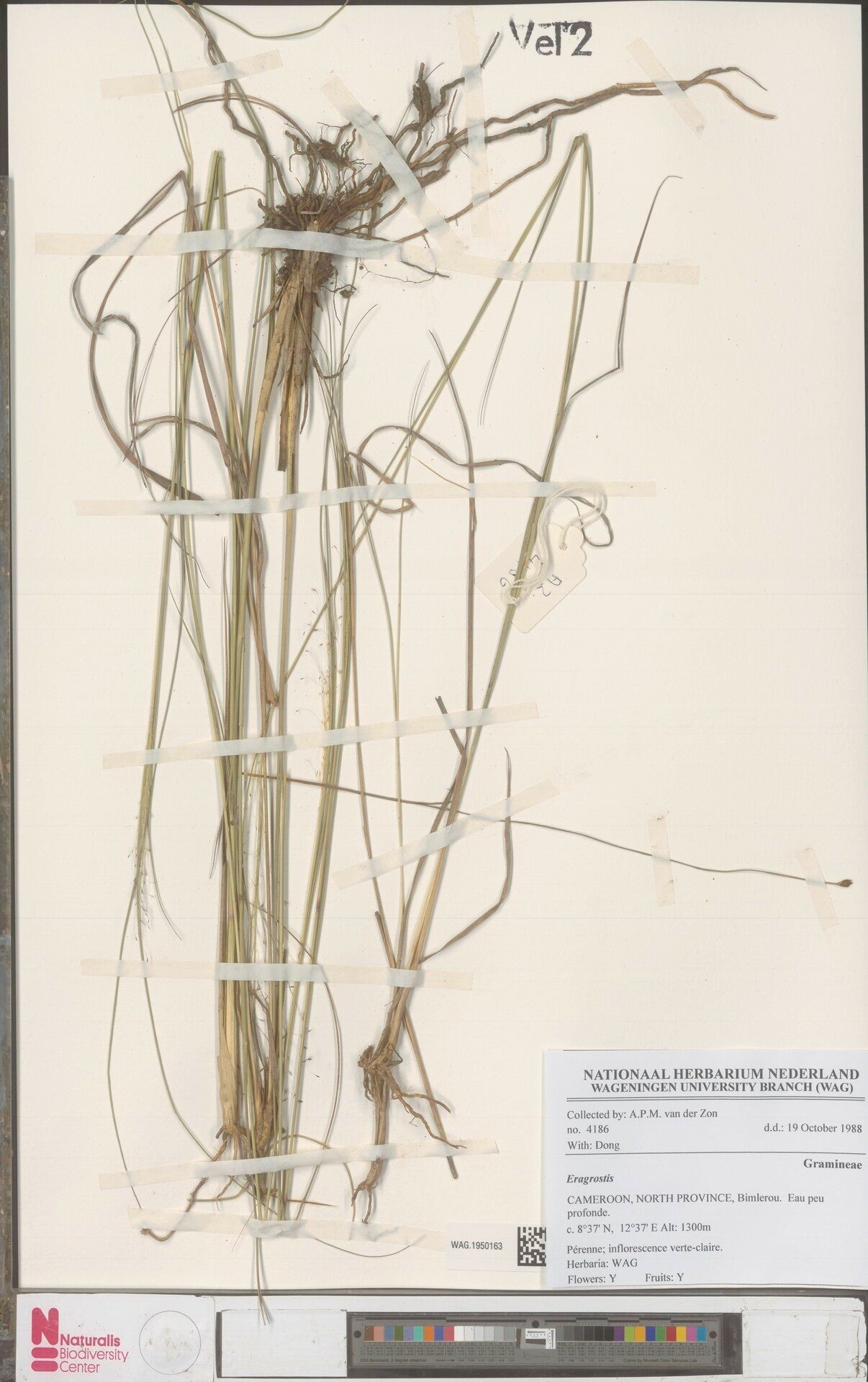 Eragrostis palustris — search result for 'Eragrostis'