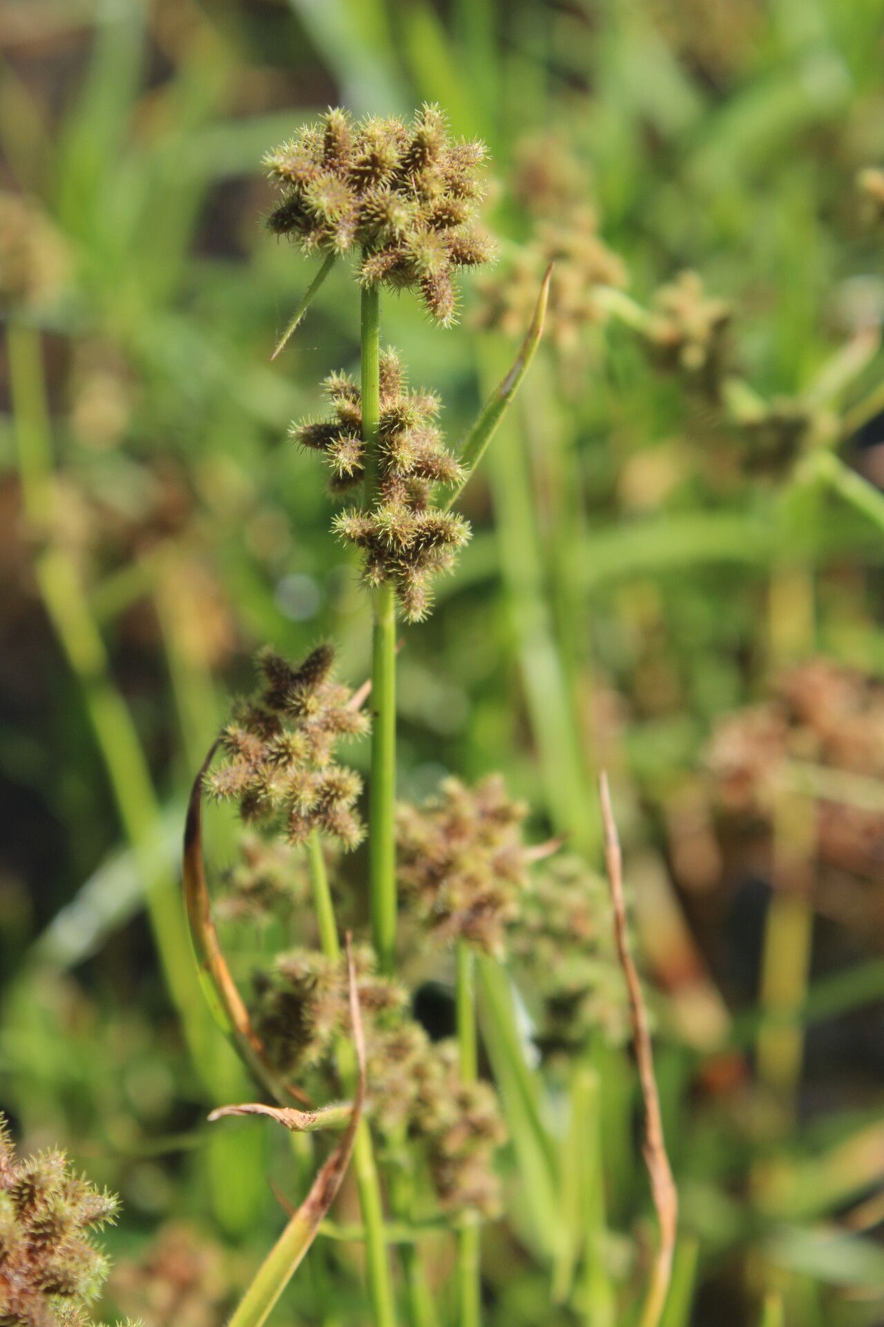 Fuirena ciliaris — related species from the same genus