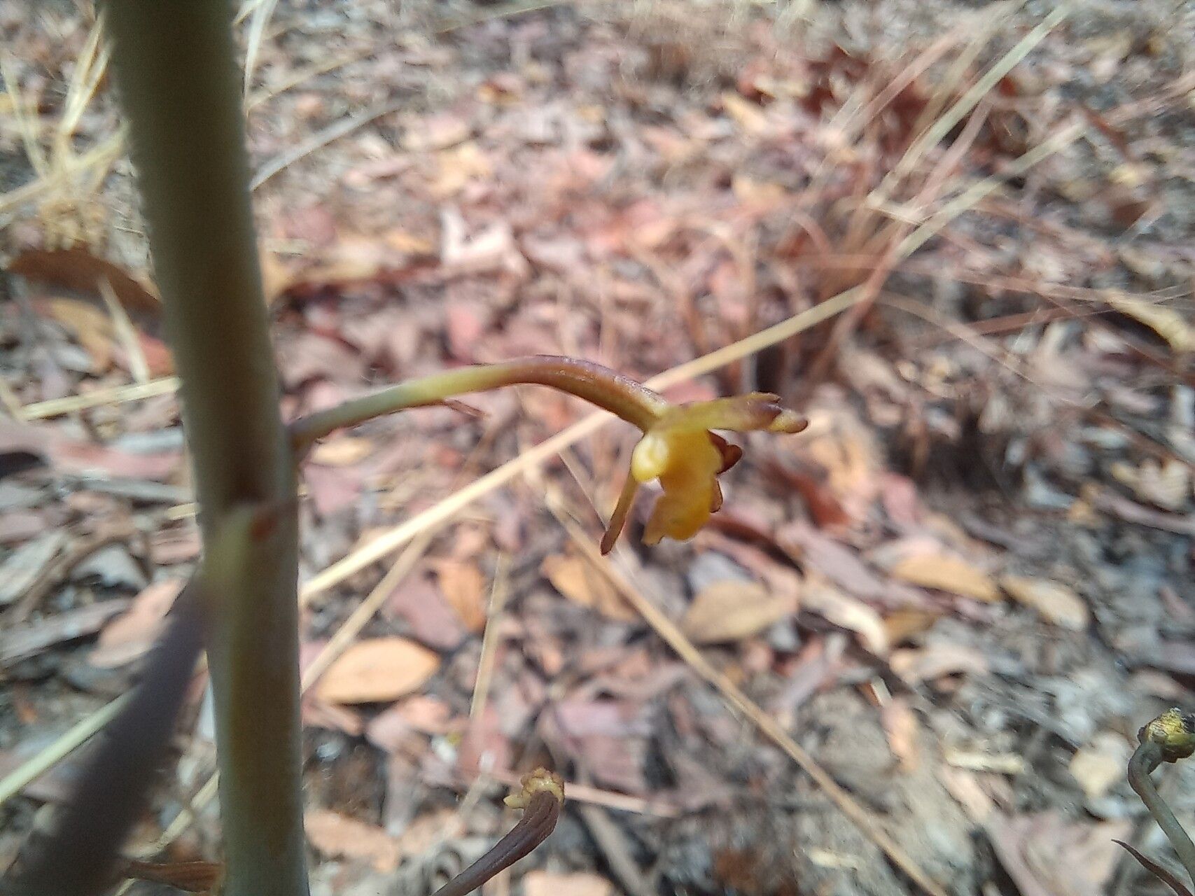 Eulophia parvula flower