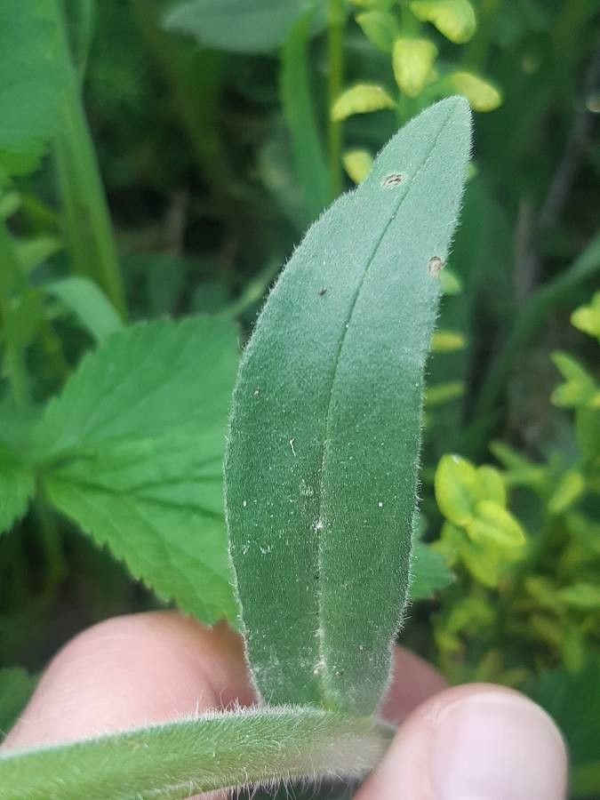 Nonea pulla — houseplant care guide