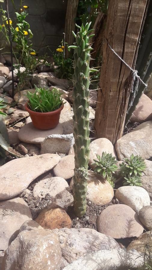 Austrocylindropuntia vestita bark