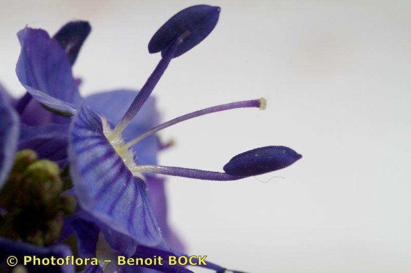 Veronica scheereri fruit