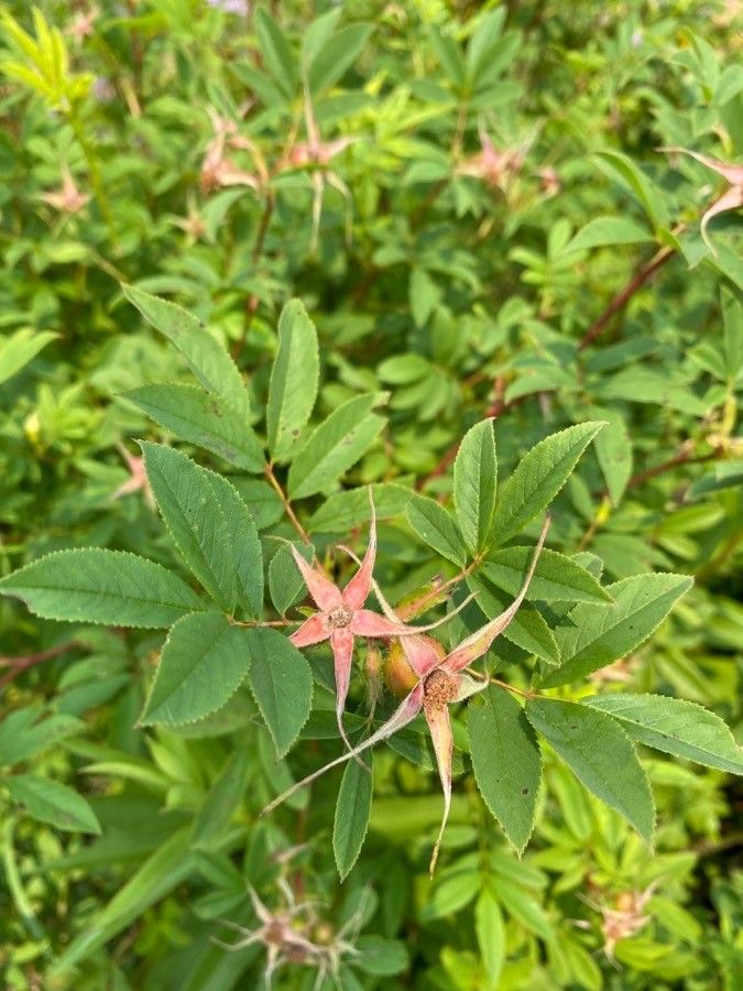 Rosa palustris leaf