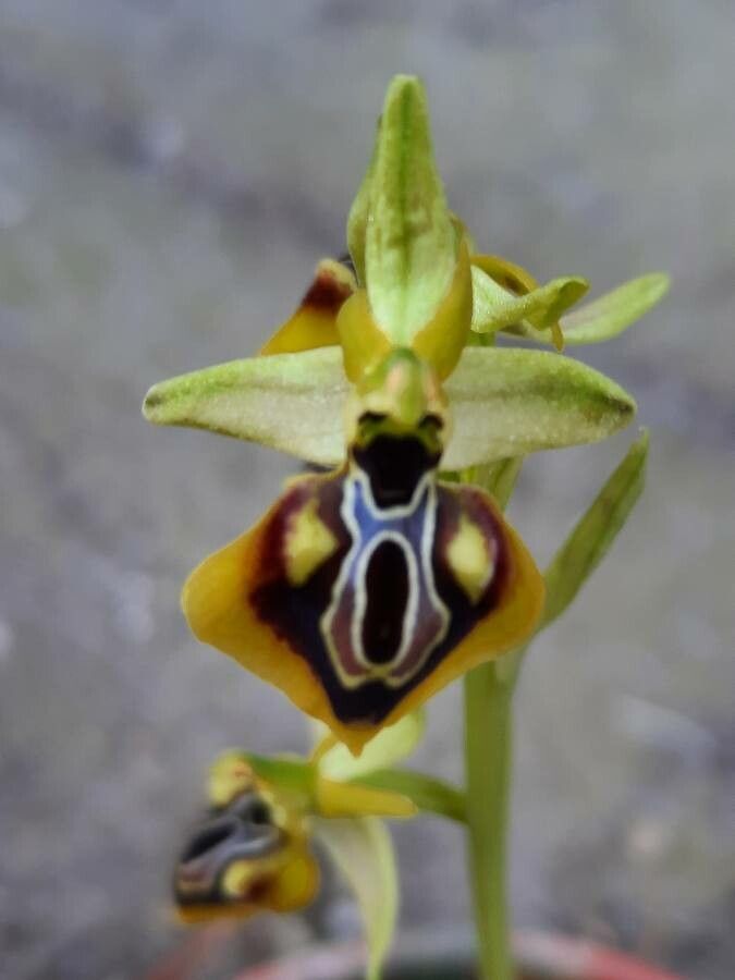 Ophrys vetula flower