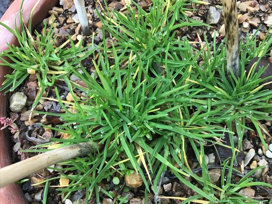 Paradisea lusitanica leaf