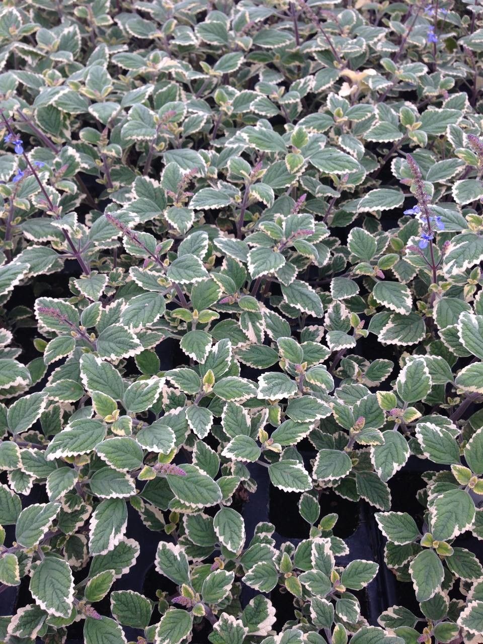 Plectranthus spp. bark