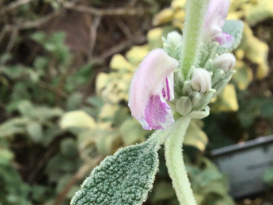 Phlomis italica flower