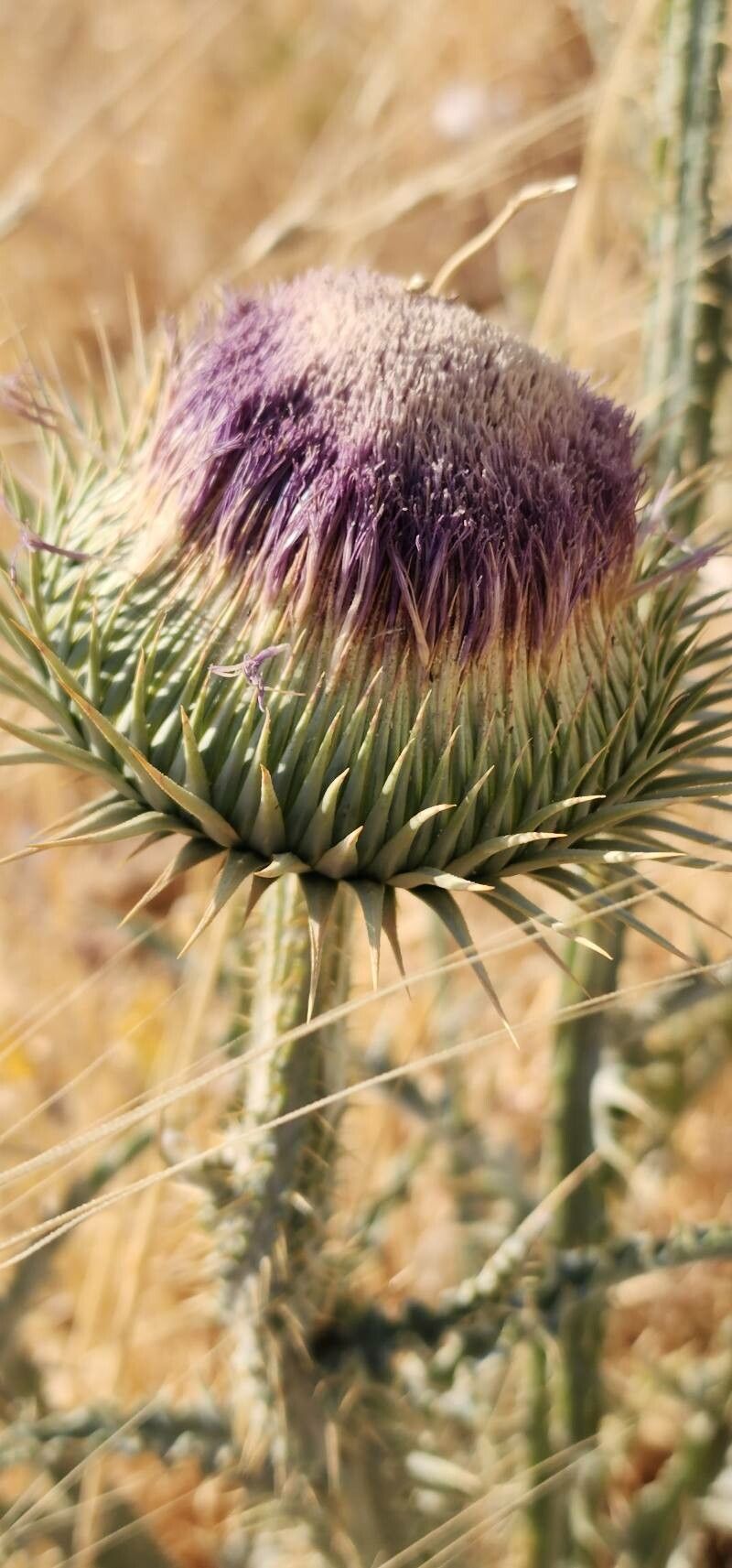 Onopordum macracanthum fruit