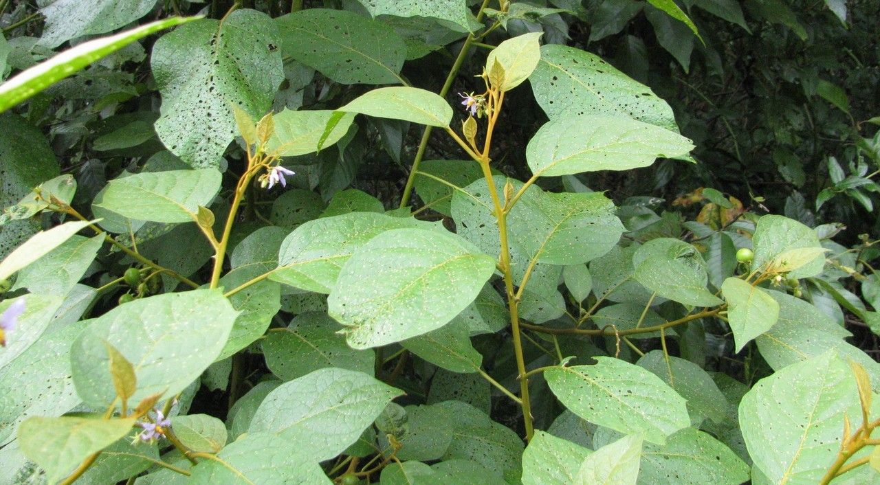 Solanum erythrotrichum habit