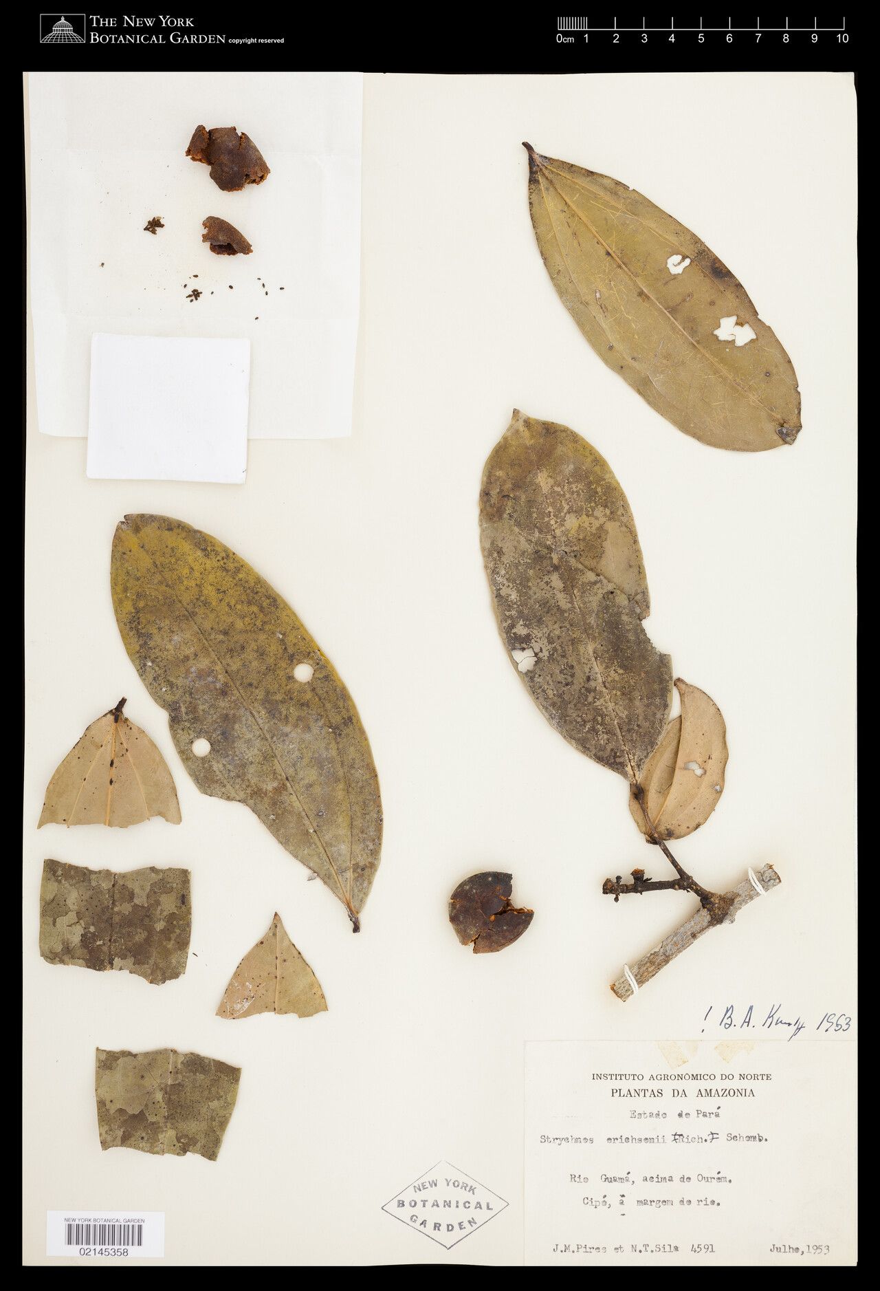 Strychnos erichsonii — houseplant care guide