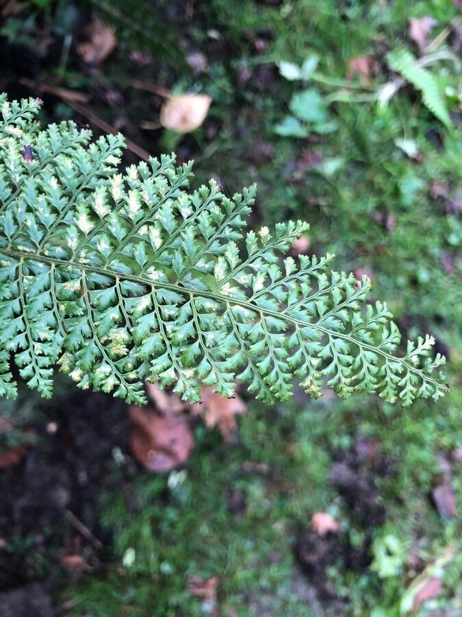 Cystopteris diaphana — related species from the same genus