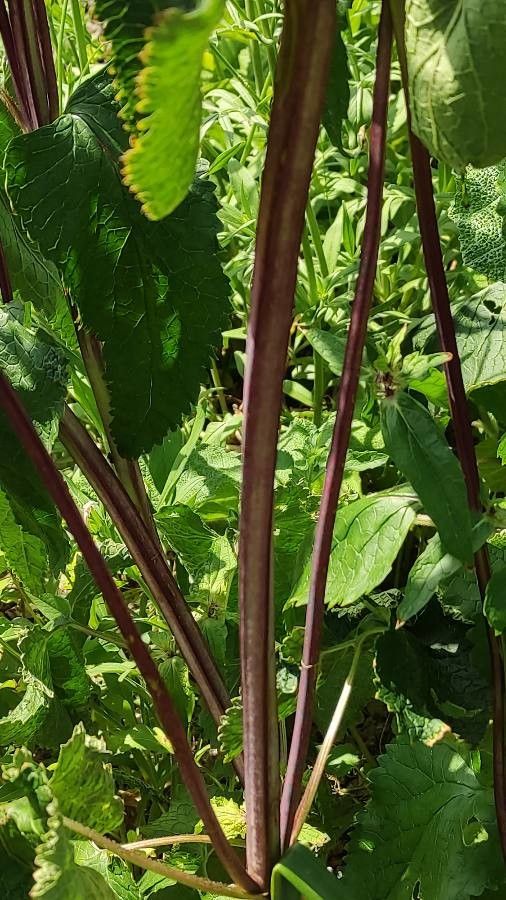 Phlomoides maximowiczii bark