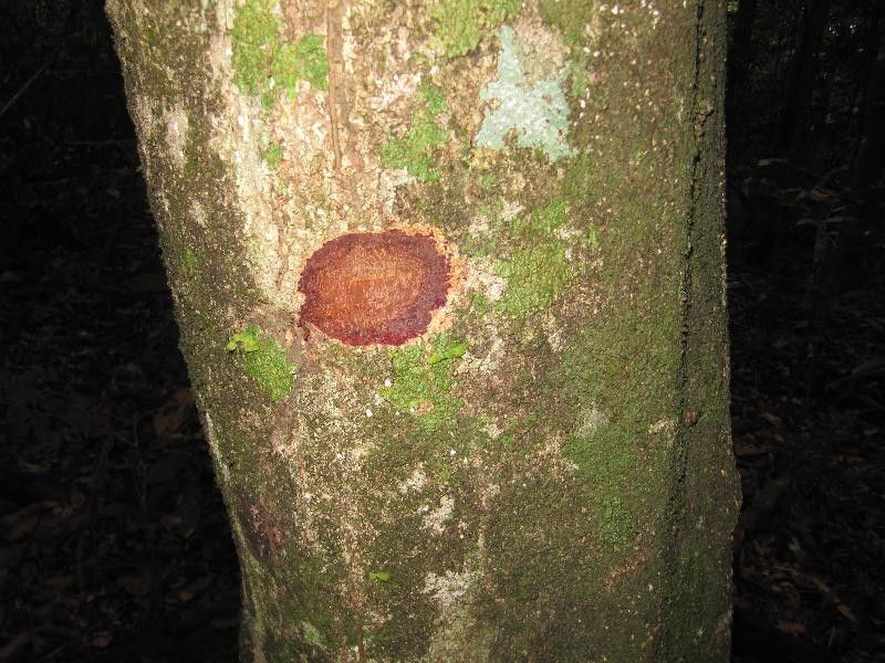 Licania hypoleuca other