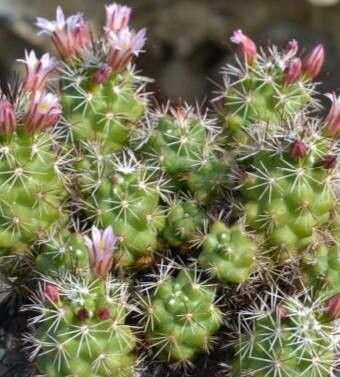 Mammillaria tonalensis — houseplant care guide