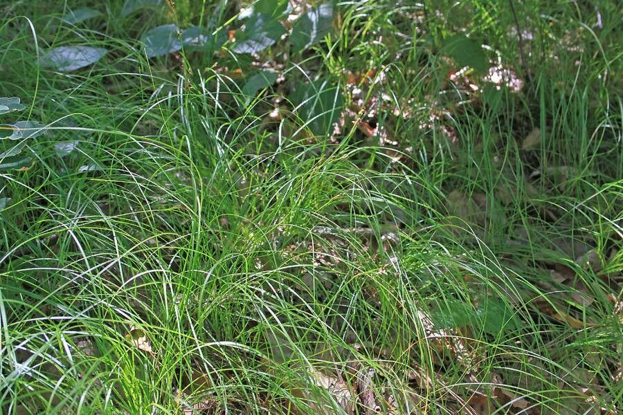 Carex alba