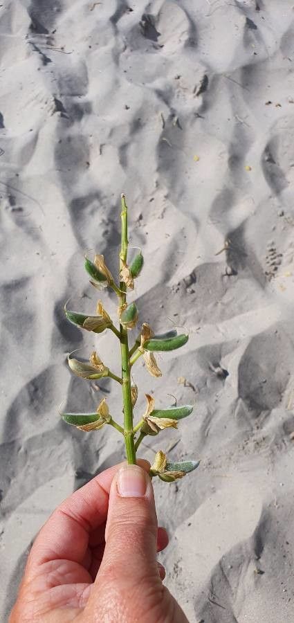 Lupinus arboreus fruit
