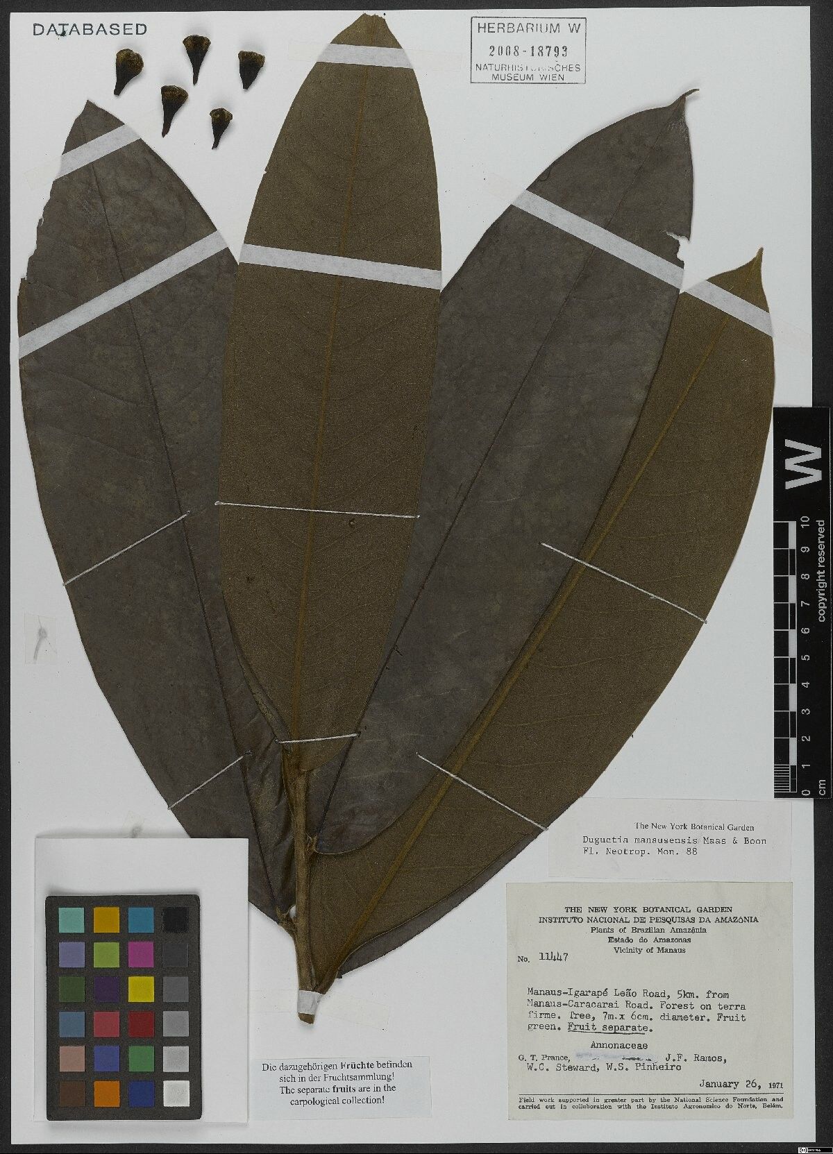 Duguetia manausensis leaf