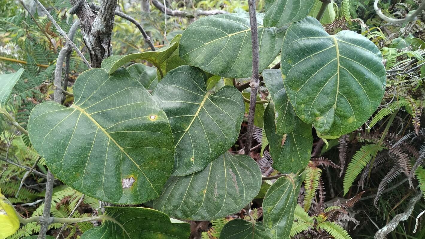 Parsonsia pachycarpa — houseplant care guide