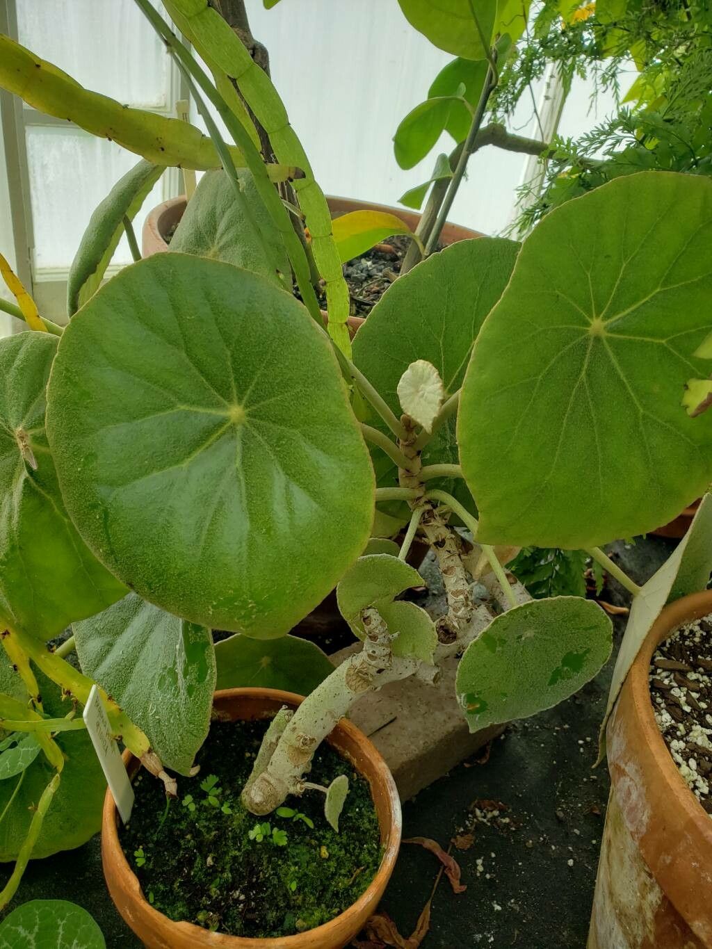 Begonia peltata habit
