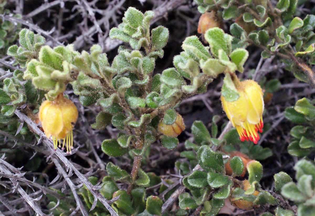 Darwinia virescens habit