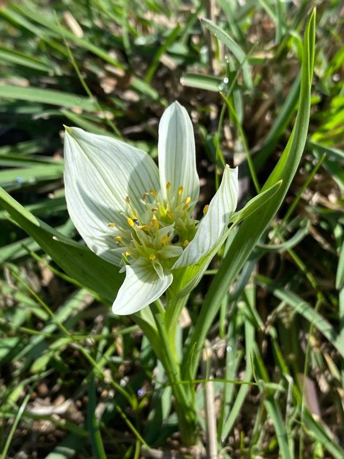 Colchicum striatum flower