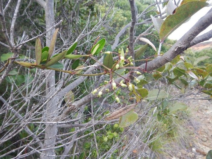 Parsonsia flexilis habit