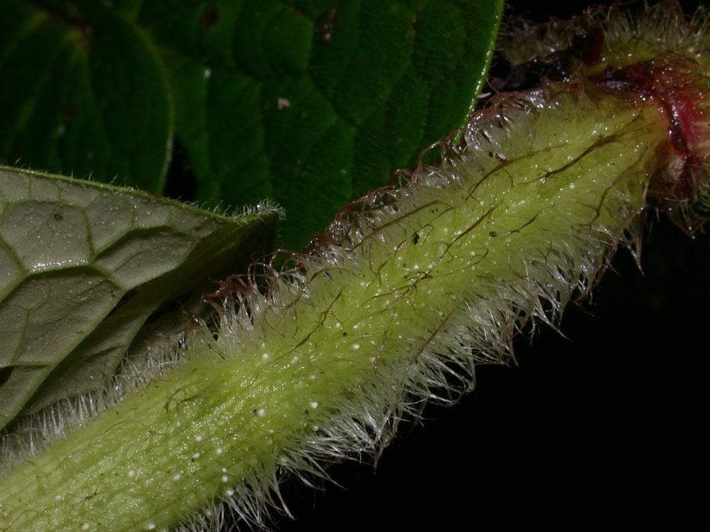 Piper silvicola bark